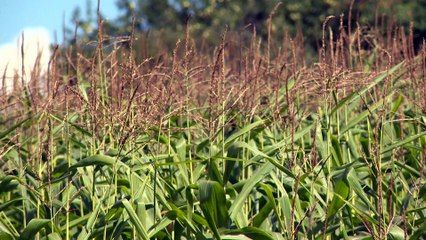 28 aout TOPO LPM Bio alimentaire