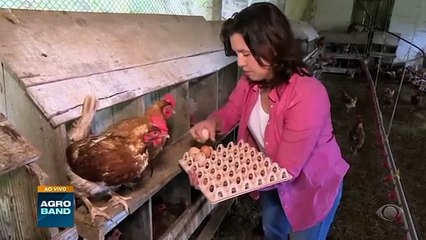 Dia do Avicultor e controle de morcegos: veja o giro de notícias do agro