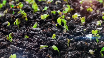 ویژه برنامه آینه – جمعه 7 شهریور 1404