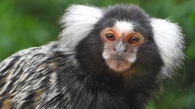 “Los Titíes No Son Mascotas”: Rosamira Guillén, Directora Ejecutiva Fundación Proyecto Tití