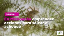 En Michoacán emprenden acciones para salvar al achoque