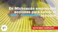 En Michoacán emprenden acciones para salvar al achoque | 790 | 01 al 07 de septiembre 2025