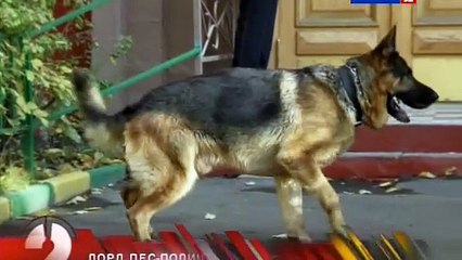 Лорд. Пес - полицейский 8 серия.
