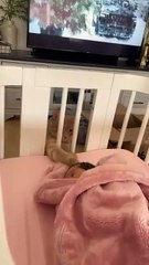 Cat_sees_baby_for_the_first_time_❤️_#baby_#cat_#pets_#love(360p)