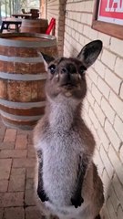 Kangaroo diaries only in Australia #foryoupageシ #viralreelschallenge #trendingnow