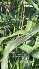 🦗🌽 La plaga de chapulines preocupó al campo de Durango… ¿qué dicen hoy las autoridades? 👀
