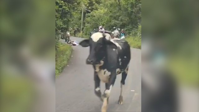 tn7-¡Otro toro suelto! Motociclistas embestidos en plena calle de Desamparados-280825