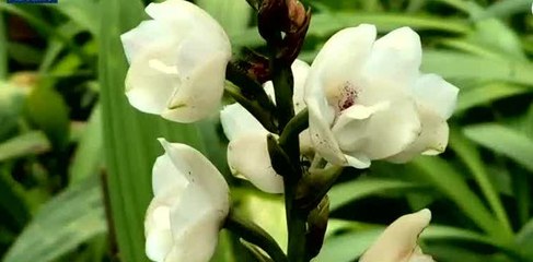 Inicia Festival Nacional de la Flor del Espiritu Santo