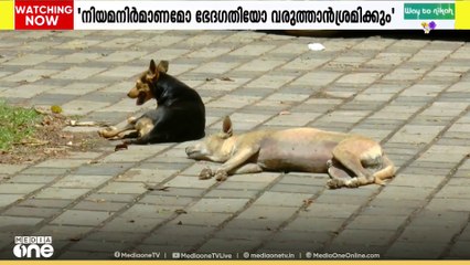 തെരുവു നായ നിയന്ത്രണം; 'നിയമ നിർമാണമോ ഭേദഗതിയോ സർക്കാർ പരിശോധിച്ച് വരികയാണ്'-