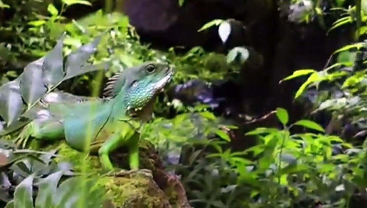 Animals of Amazon  Animals That Call The Jungle Home | Amazon Rainforest |Scenic Relaxation Film Most Awesome Underwater and Ocean Scenes of Godzilla by Dazzling Divine #ForYou #SHARK #Amazon #ENCOUNTER #Diving #whaleshark #Atlantic #waves #wooglobe