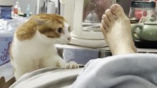 😱 Cat Suddenly Bites My Foot! 🐱💥 | Funny Cat Shorts