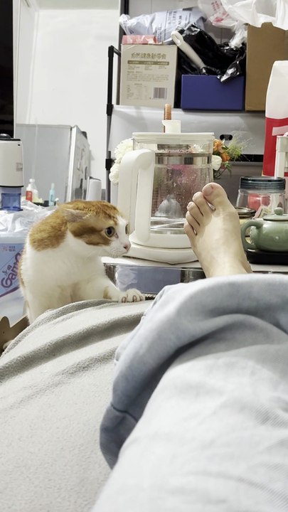 😱 Cat Suddenly Bites My Foot! 🐱💥 | Funny Cat Shorts