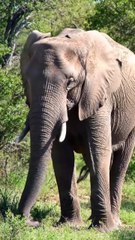 wild animals elephant and natural view ❤️❤️❤️❤️❤️