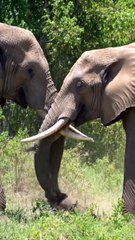 wild animals elephant and natural view ❤️❤️❤️❤️❤️