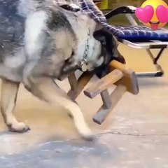 The dog likes to help others 😍