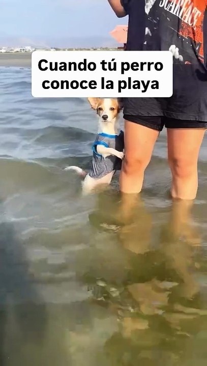 Super turbia 🌊🐶
