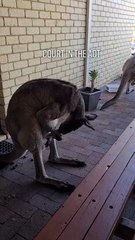 Kangaroo diaries only in Australia 🇦🇺