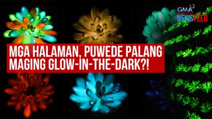 Mga halaman, puwede palang maging glow-in-the-dark?! | GMA Integrated Newsfeed