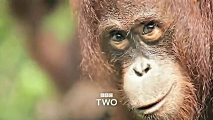 Жизнь (Galaxy DNA Song по-русски)