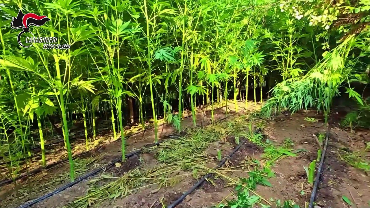 Arrestato mentre irrigava una coltivazione di canapa indiana: decine di piante alte fino a 2 metri distrutte nel Reggino