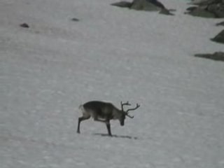 Le renne de Norvège