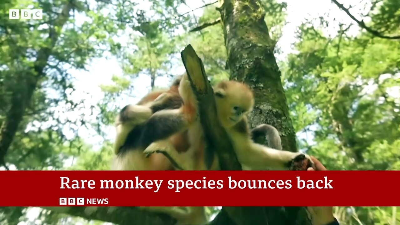 The battle to save China's rare snub-nosed monkey | BBC News
