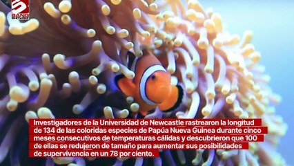 Los peces payaso encogen su cuerpo para sobrevivir a altas temperaturas