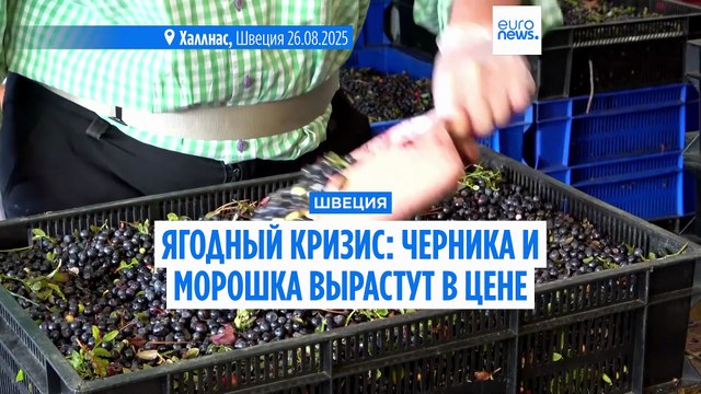 В Швеции ожидают рост цен на лесные ягоды
