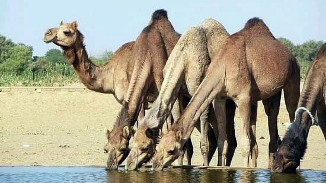 قصة وقصيدة الشيخ صفوك الجربا ابو خوذه وخلف ابن دعيجا