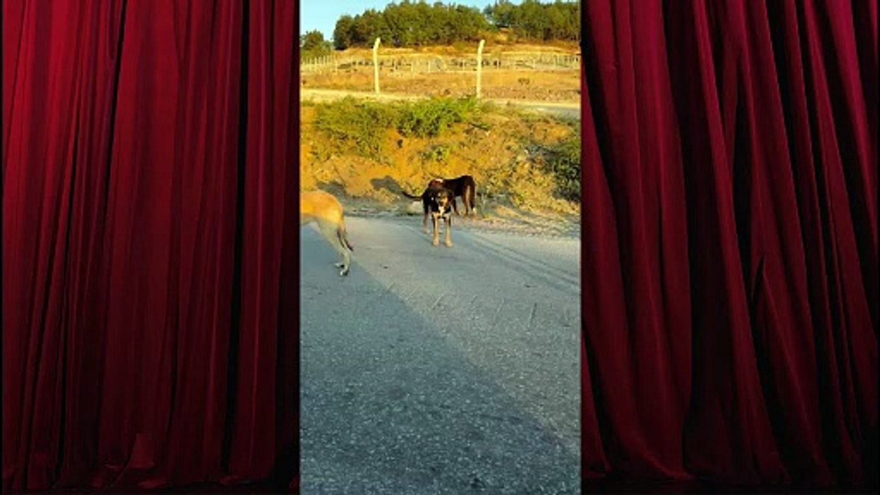 Yalova’da Köpekler Barınaktan Kaçtı