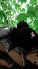 Last Warm Rays of Summer = Pure Cat Bliss 🐾🍁 #shorts #funnycats #funnyanimals #cutecats #viralcats #relax #summer #foryou