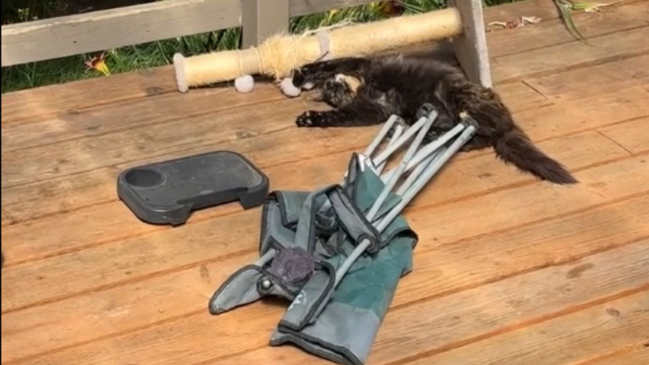 Cat pretends to sleep after causing chaos on the front deck