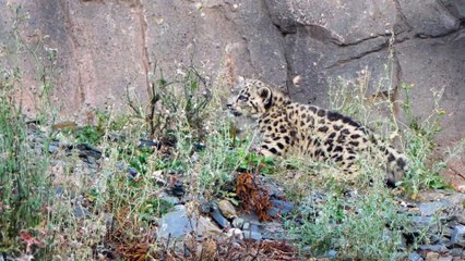 Snow leopard cub Bheri explores her Himalayan habitat at Chester Zoo