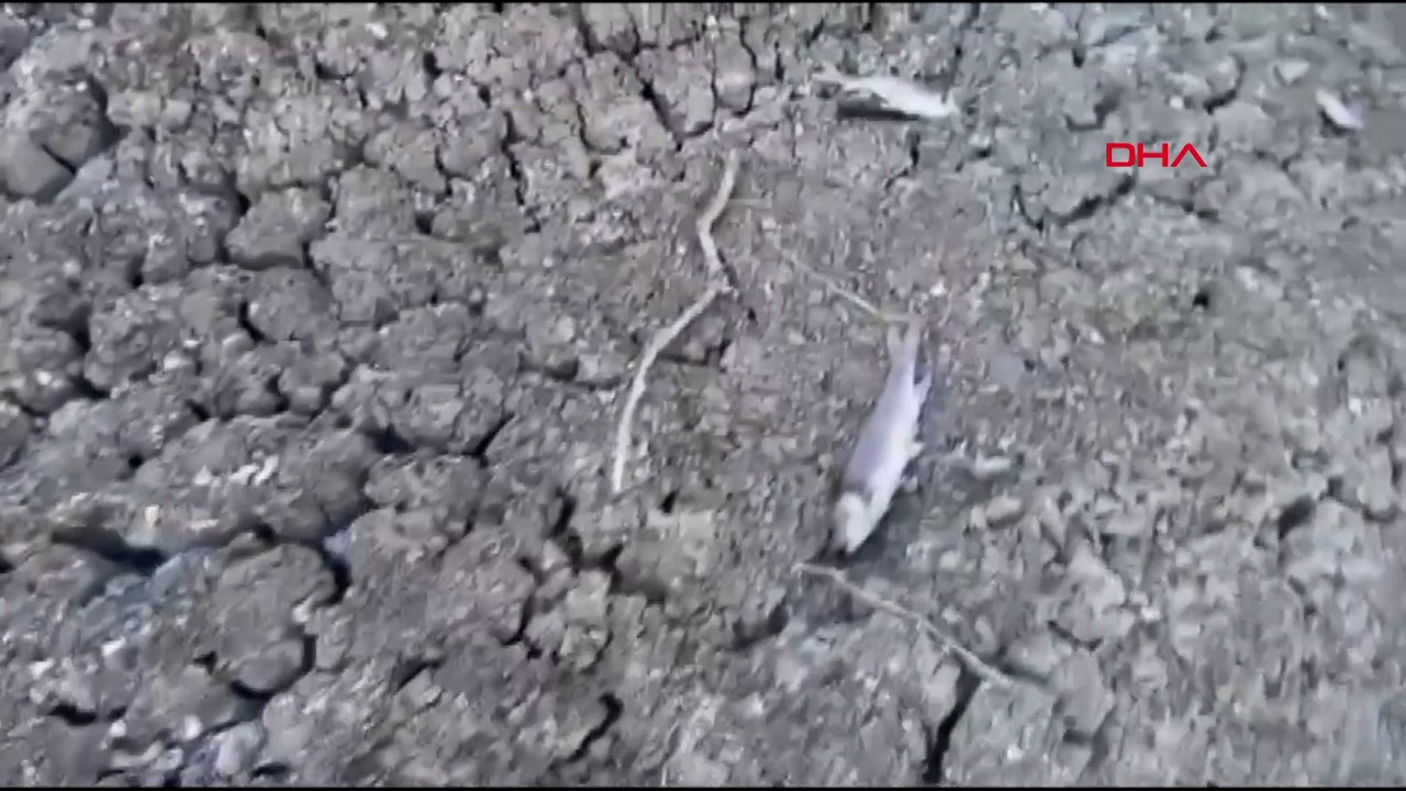 Çanakkale'de kısmen kuruyan çayda toplu balık ölümleri sürüyor