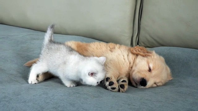 What will a kitten do when he finds a sleeping golden retriever puppy