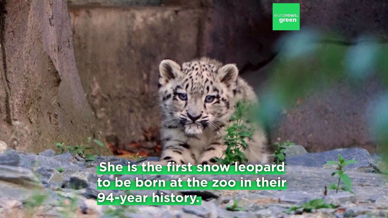 Watch an adorable snow leopard cub take her first steps outside at UK zoo
