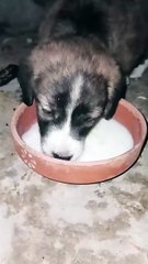 Cute Puppy Drinking Milk | Adorable Baby Dog Video