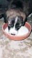 Cute Puppy Drinking Milk | Adorable Baby Dog Video