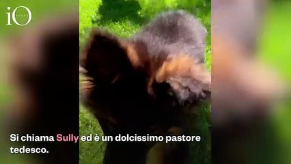 Sydney Sweeney presenta Sully, il nuovo cucciolo di pastore tedesco