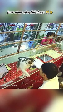 4 Types of Cat Attitudes Toward Owner... #3 Will SHOCK You!🤣❤️🐱