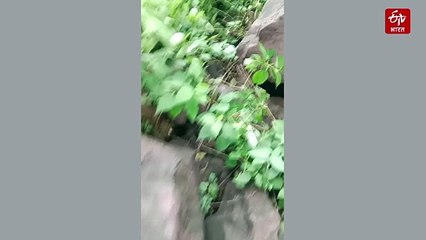 रायसेन के जंगल में गूंजी शावकों की किलकारी, तेंदुए ने एक साथ 4 शावकों को दिया जन्म