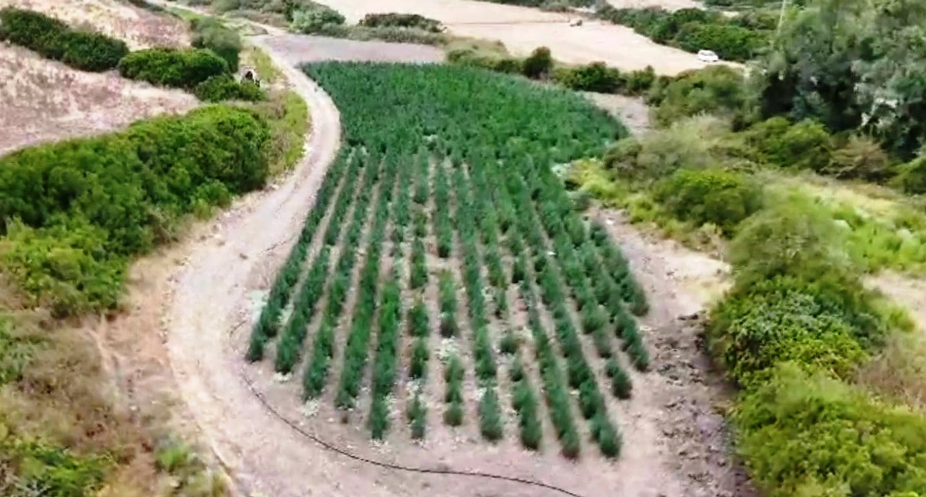 Blitz in azienda agricola: sequestrate oltre 4.500 piante di marijuana, 8 arresti (29.08.25)