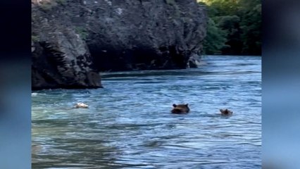Bozayı ve yavruları Munzur Nehri'nde serinledi