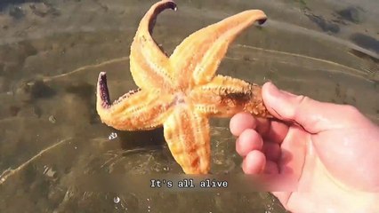 The Easiest Coastal Foraging for Clams, Octopus, and Puffer Fish