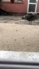 Samantha the seagull brings her babies to see Blackpool man Kevin Banks every day