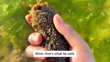 Coastal Foraging Surprise Sea Urchins and a Wild Octopus