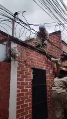 Rescatan a iguana que estaba atrapada en serpentinas de una vivienda