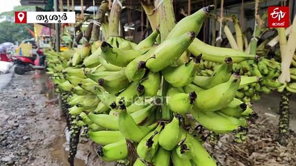 വിപണി കീഴടക്കി ചെങ്ങാലിക്കോടൻ; ഓണത്തിന് കാഴ്ചക്കുലകൾക്ക് ആവശ്യക്കാരേറെ, ഭൗമസൂചിക പദവി ലഭിച്ച വാഴയിനം