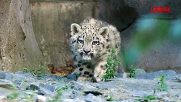 Regno Unito, cucciola di leopardo delle nevi muove i suoi primi passi allo zoo di Chester