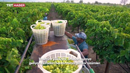 Bağdan dünyaya uzanan üzümün serüveni